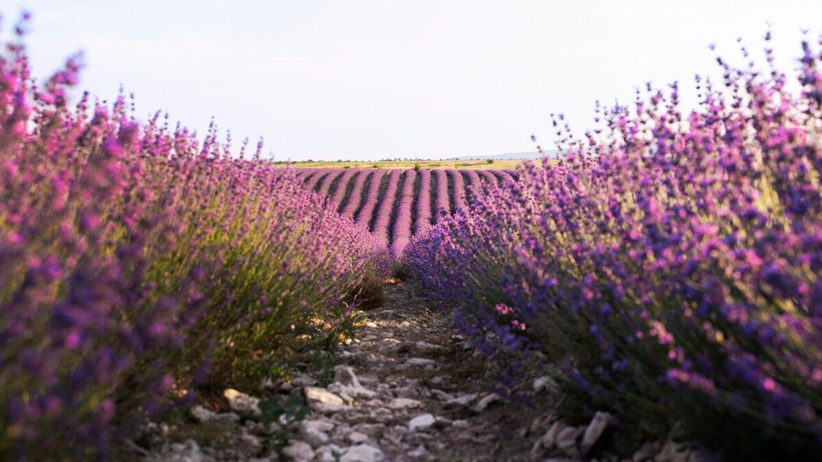 Beautiful purple lavender plants and path