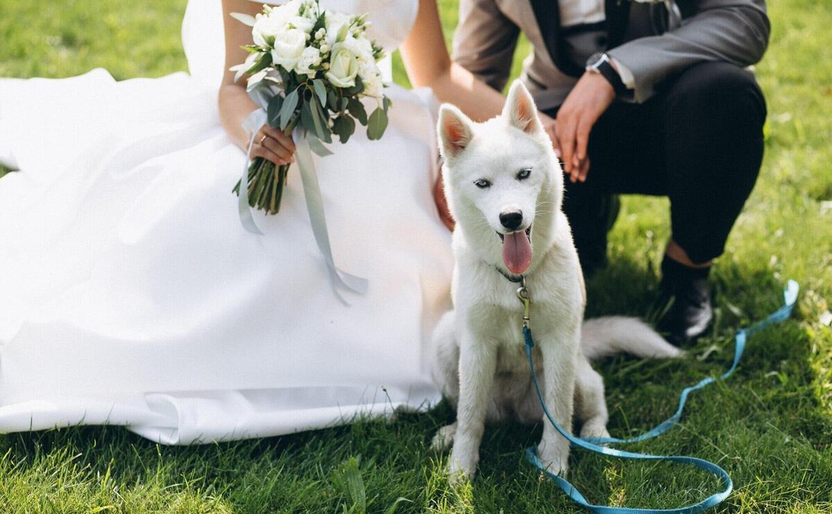 Bride with groom with their dog on their wedding day